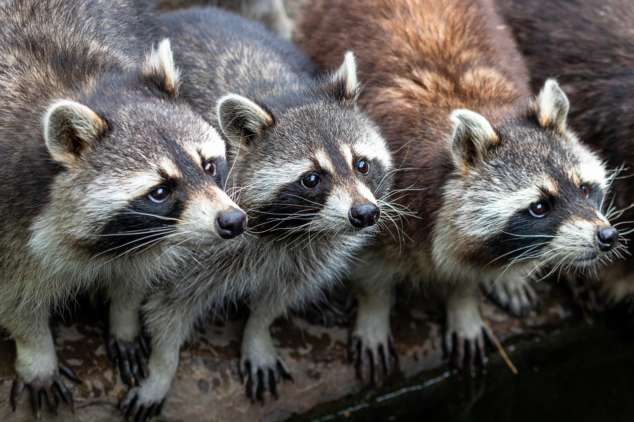 How to get rid of raccoons from your house in Canada