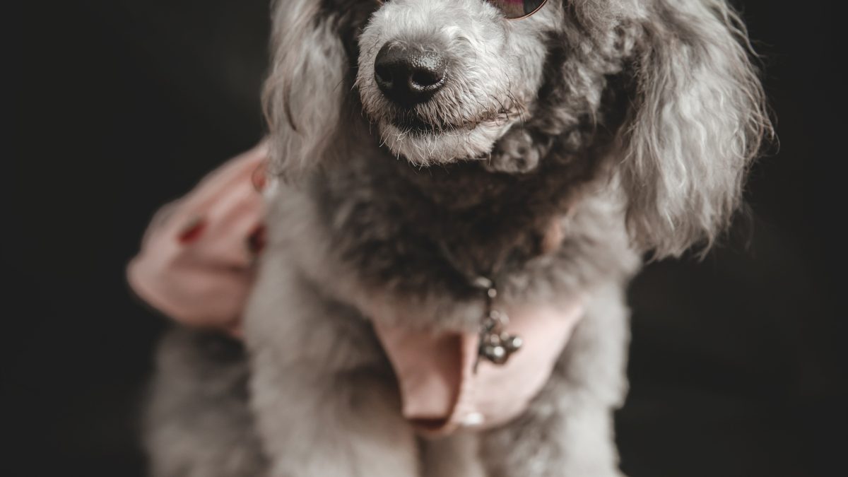 How to care for cats, dogs and vulnerable animals: Oshawa Animal Services and Rotary Club show the way