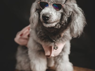 How to care for cats, dogs and vulnerable animals: Oshawa Animal Services and Rotary Club show the way
